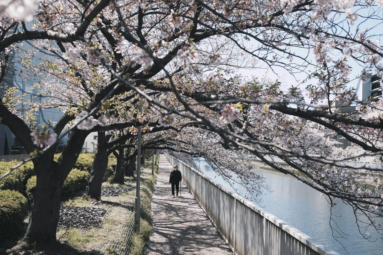 동경벚꽃 이야기 6