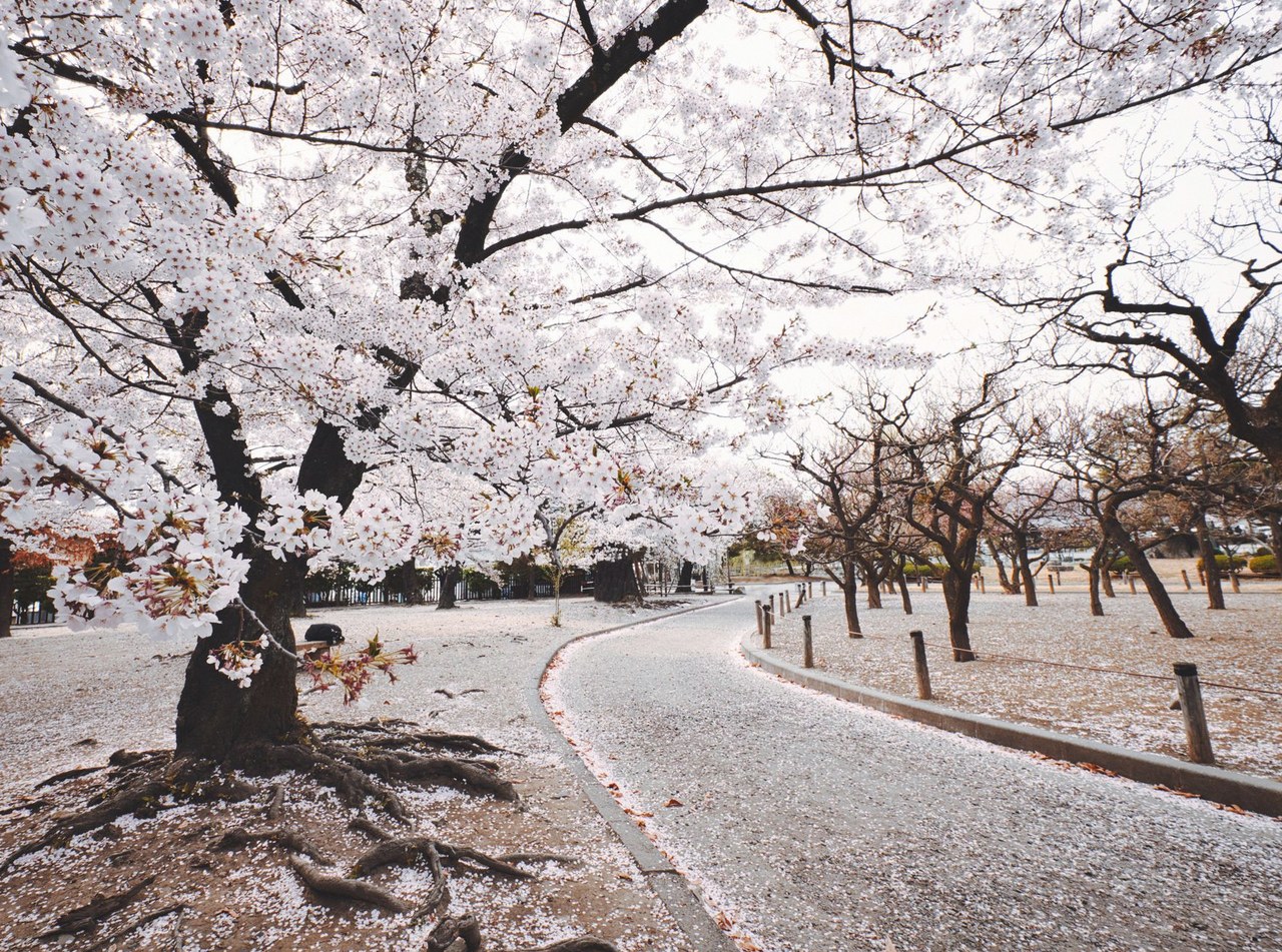 고비산 산벚꽃 축제 2